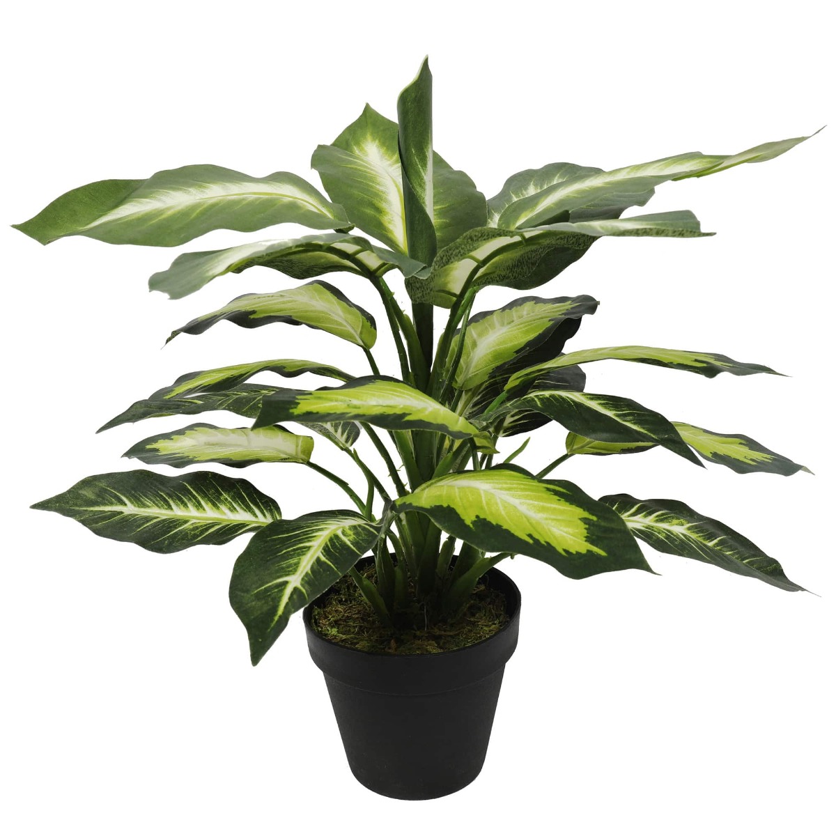 1890004-min_3 Leopard Lily (Dieffenbachia) with Pot 40cm - Image 1