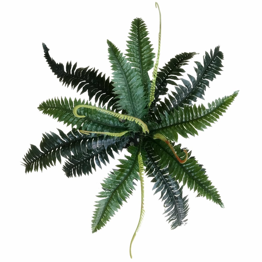 1890013_details_2-min_1__3 Artificial Dark Green Boston Fern 60cm - Image 1