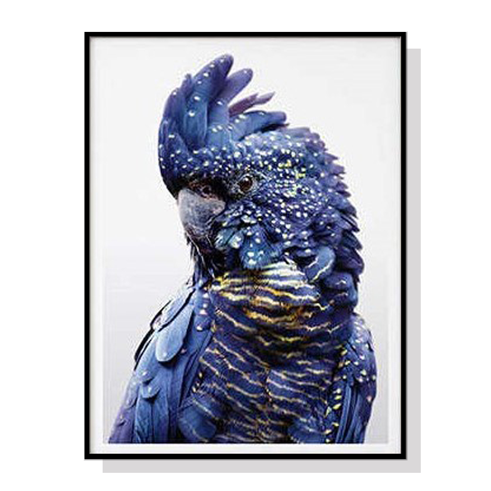 V207-1086_Black-Cockatoo-A_1 Wall Art 60cmx90cm Black Cockatoo A Black Frame Canvas - Image 1