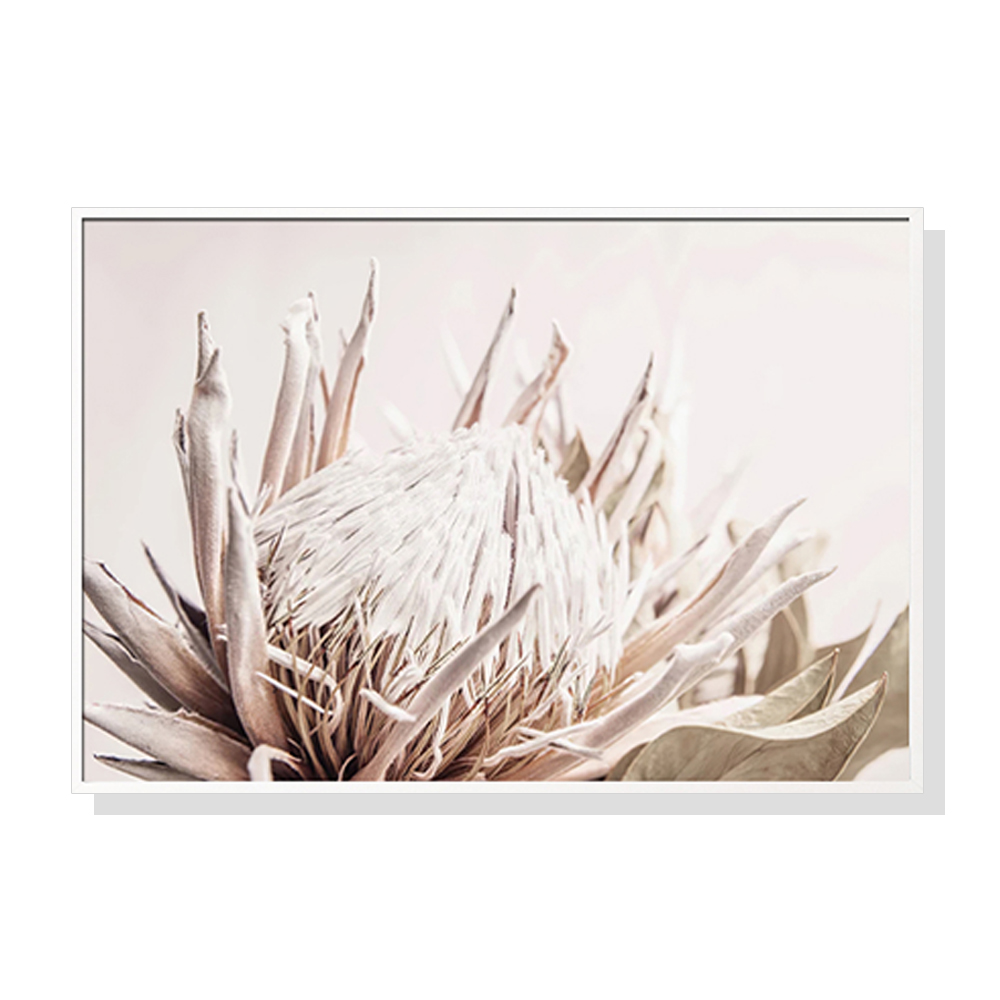 V207-1696-75059-00 Wall Art 50cmx70cm Pure Protea II White Frame Canvas - Image 1