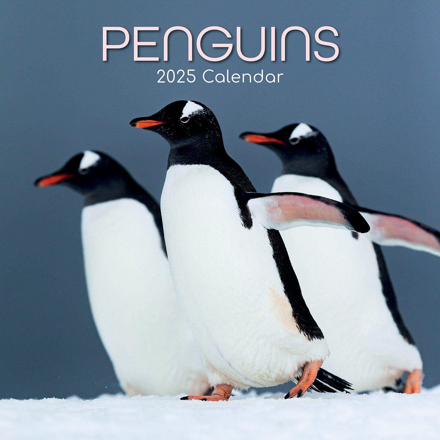 V474-689628-218751-00 Penguins - 2025 Square Wall Calendar Pets Animals 16 Months Premium Planner Gift - Image 1