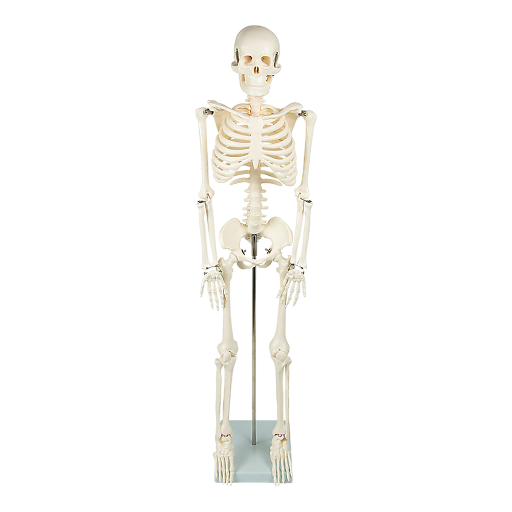 V63-835601-26654-00 Anatomical 85cm Tall Human Skeleton with Stand Model - Medical Anatomy - Image 1