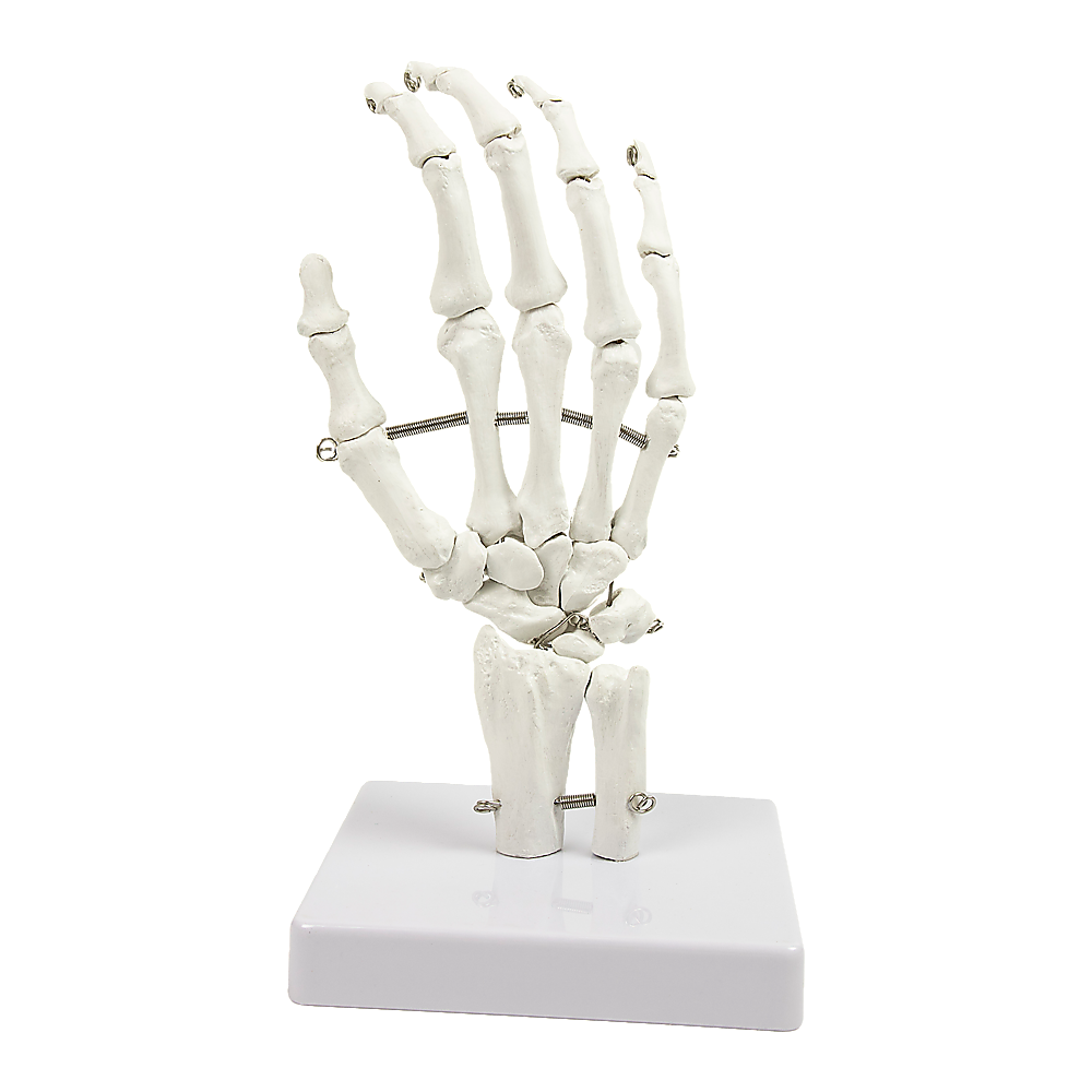 V63-842301-88693-00 Hand Joint Anatomical Skeleton Model Human Anatomy Study Tool - Image 1