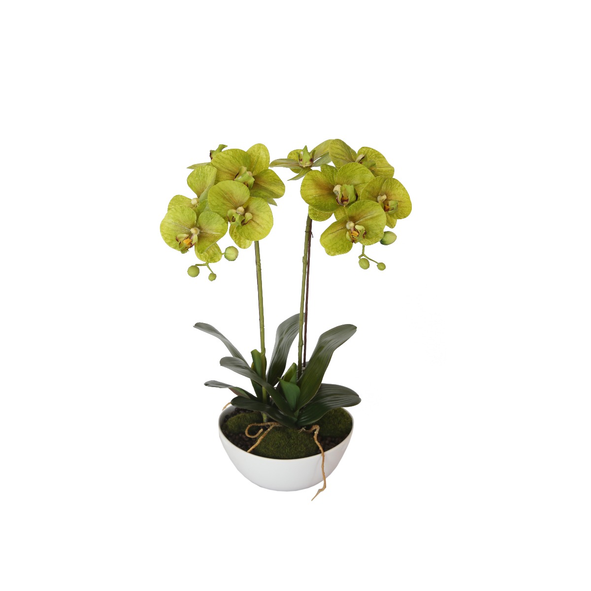 kd9241_2__3 50cm Dual Butterfly Orchid - Cream - Image 1