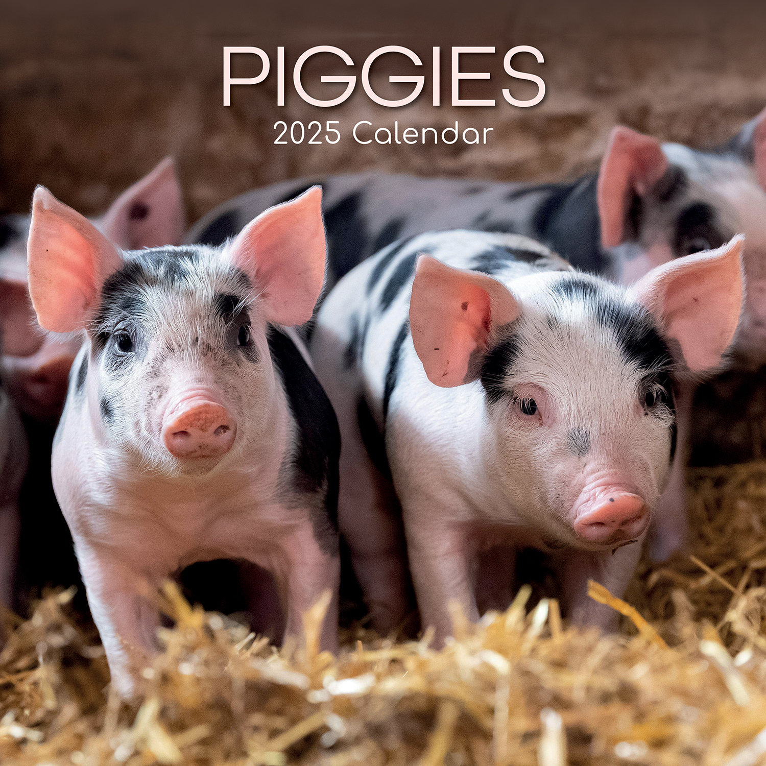 V474-689629-202507050140-00 Piggies - 2025 Square Wall Calendar Pets Animals 16 Months Premium Planner Gift - Image 1