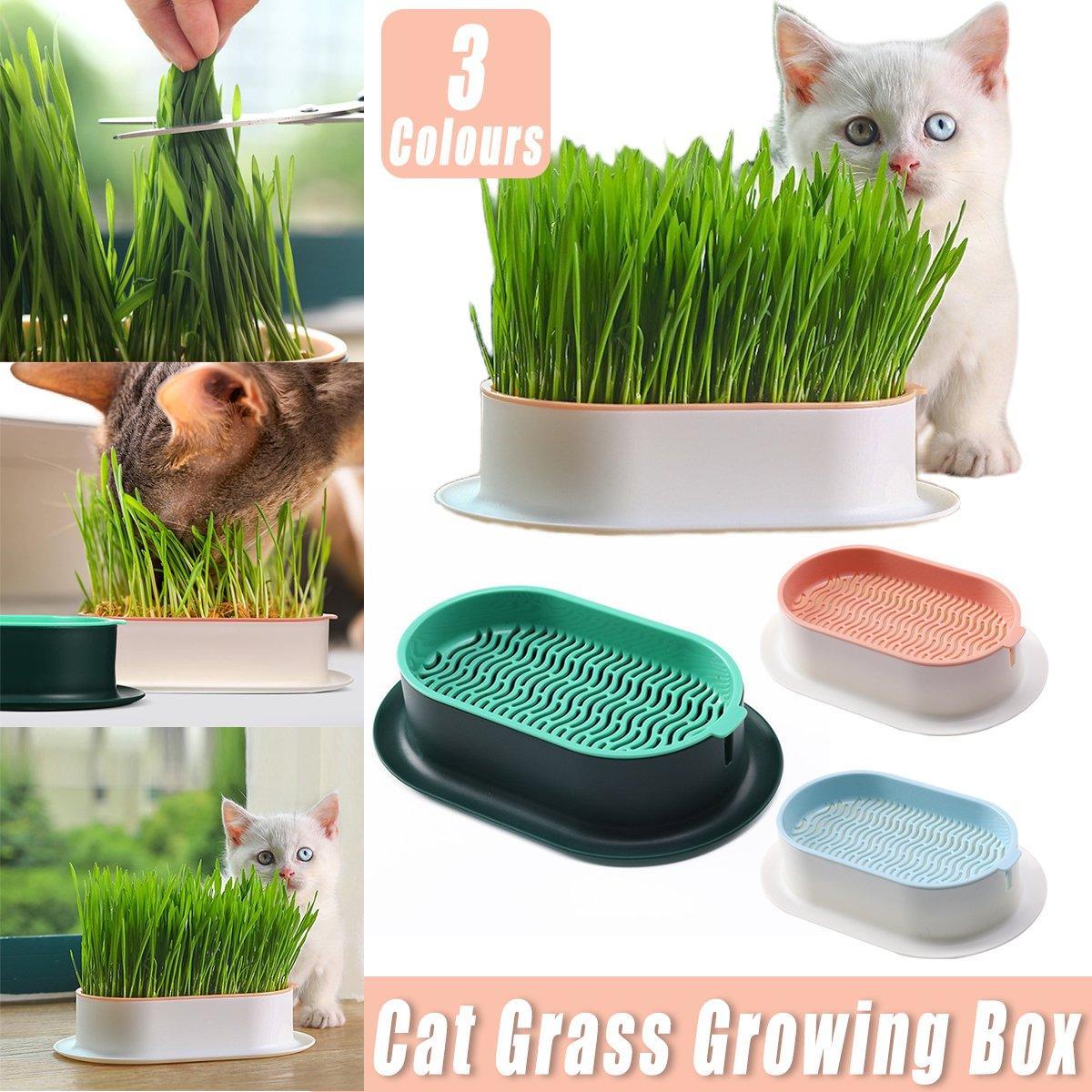 V528-HYDROPONIC-CELL-GREEN-242952-202509302254-00 Catnip Hydroponic Box with Cat Snacks Growing Kit for Cats Fresh Catnip Bowl - Green - Image 1